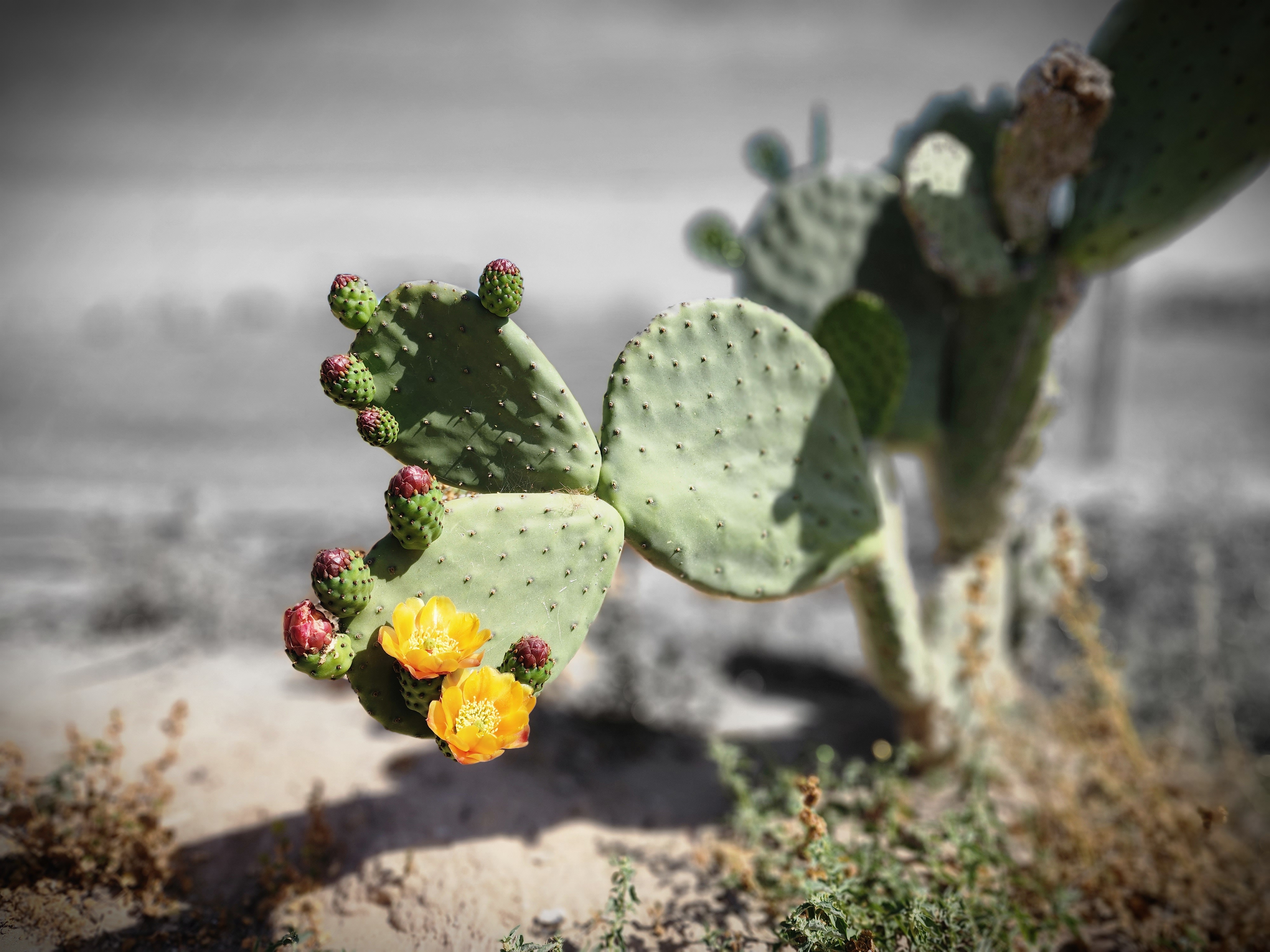 Prickley Pear Cactus